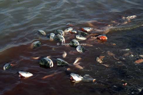 Die Reste werden ins Wasser zurückgeworfen