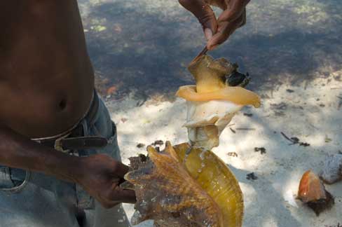 Muschelfleisch