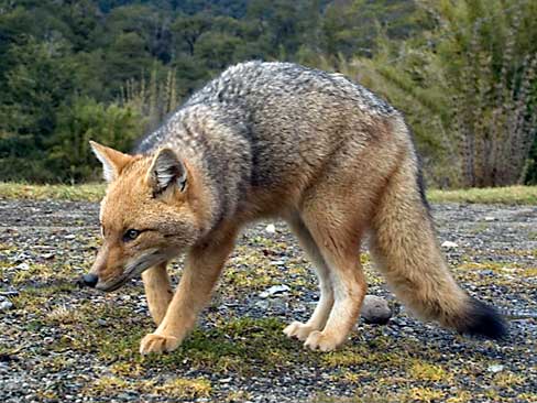 Fuchs